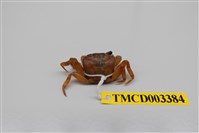 藏品(拉氏清溪蟹)的圖片